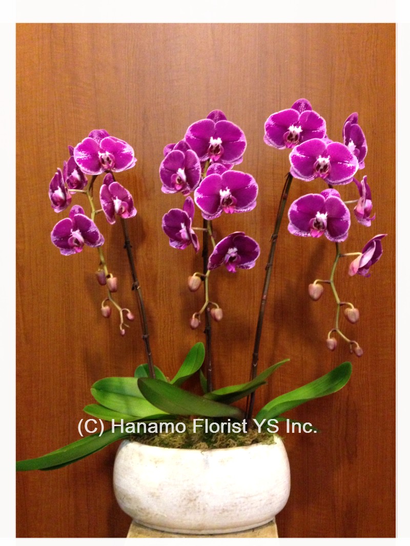 ORCH109 3 Purple or Pink Orchids in ceramic pot - Click Image to Close